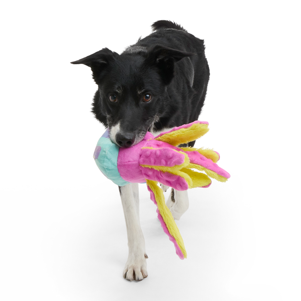 Jellysquish Plush Tug Dog Toy