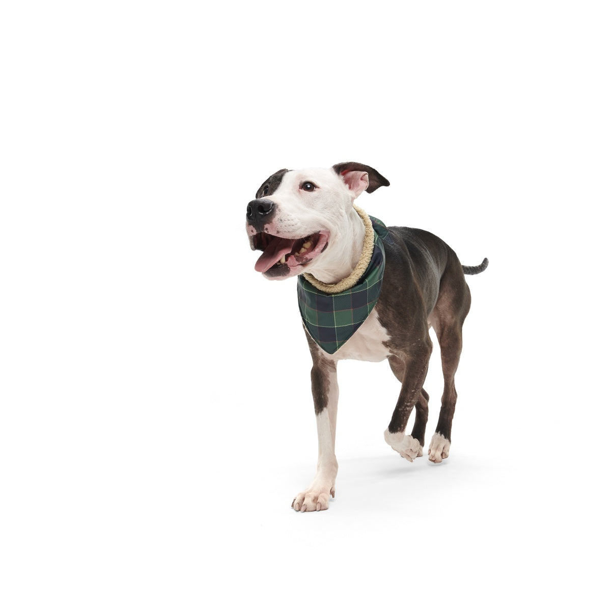 Plaid To The Bone Dog Bandana