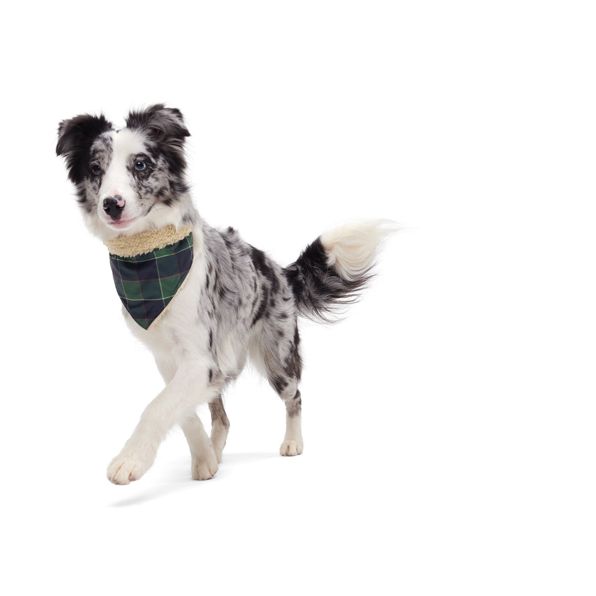 Plaid To The Bone Dog Bandana