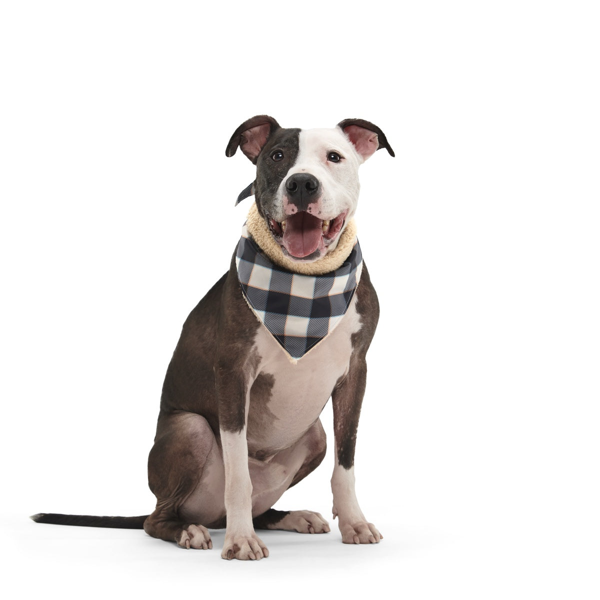 Plaid To The Bone Dog Bandana
