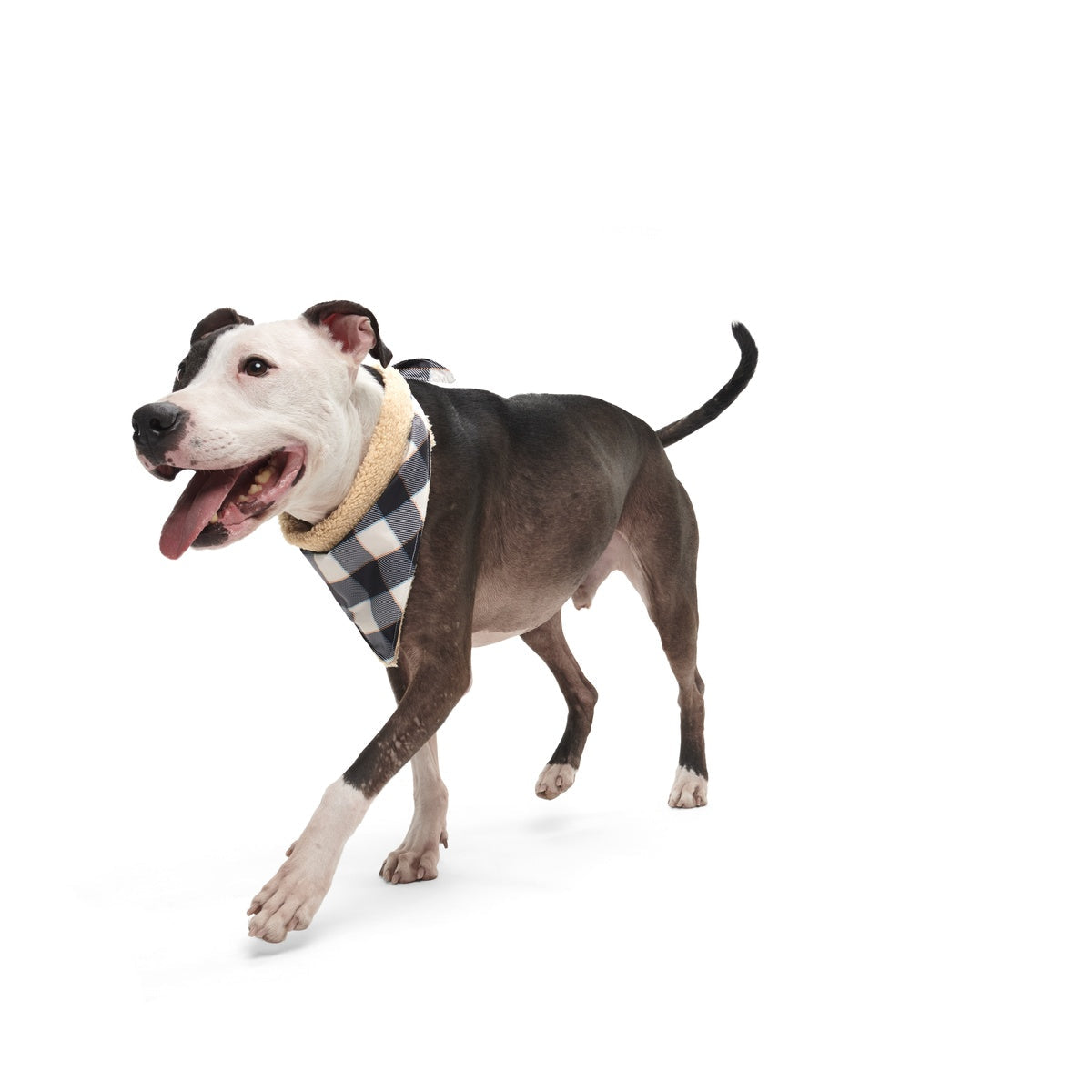 Plaid To The Bone Dog Bandana