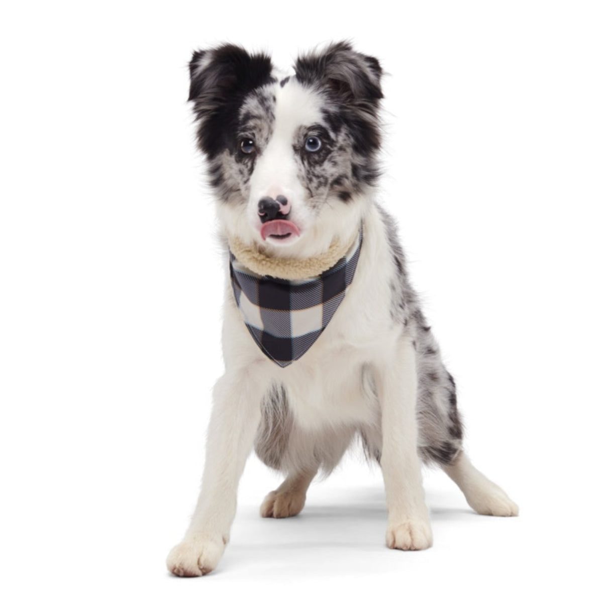 Plaid To The Bone Dog Bandana