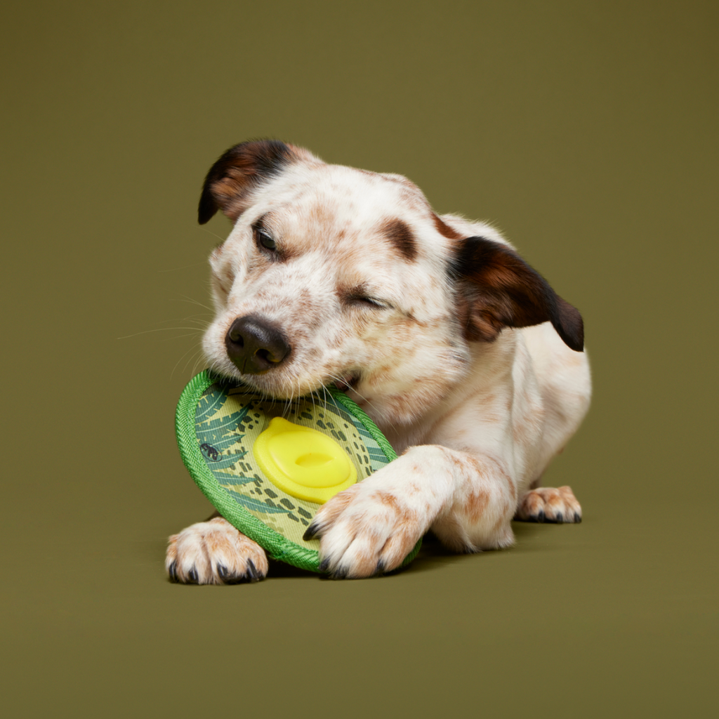 Dino Fling Ring Durable Super Chewer Fetch Dog Toy