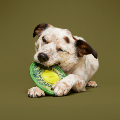 Dino Fling Ring Durable Super Chewer Fetch Dog Toy