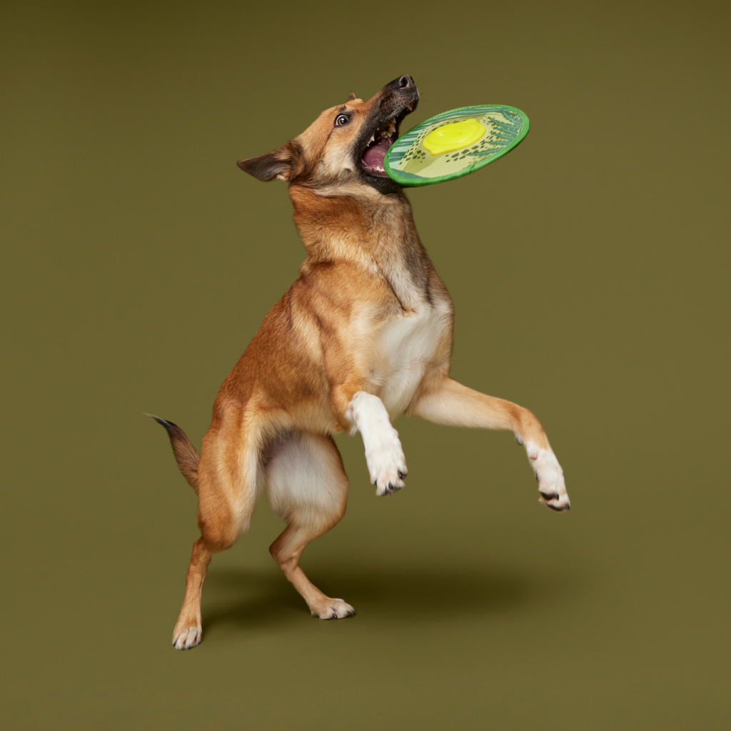 Dino Fling Ring Durable Super Chewer Fetch Dog Toy