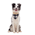 Plaid To The Bone Dog Bandana